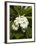 Frangipani Flowers (Plumeria), Nadi, Viti Levu, Fiji, South Pacific-David Wall-Framed Premium Photographic Print