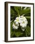 Frangipani Flowers (Plumeria), Nadi, Viti Levu, Fiji, South Pacific-David Wall-Framed Photographic Print