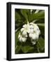 Frangipani Flowers (Plumeria), Nadi, Viti Levu, Fiji, South Pacific-David Wall-Framed Photographic Print