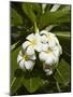 Frangipani Flowers (Plumeria), Nadi, Viti Levu, Fiji, South Pacific-David Wall-Mounted Photographic Print