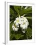 Frangipani Flowers (Plumeria), Nadi, Viti Levu, Fiji, South Pacific-David Wall-Framed Photographic Print