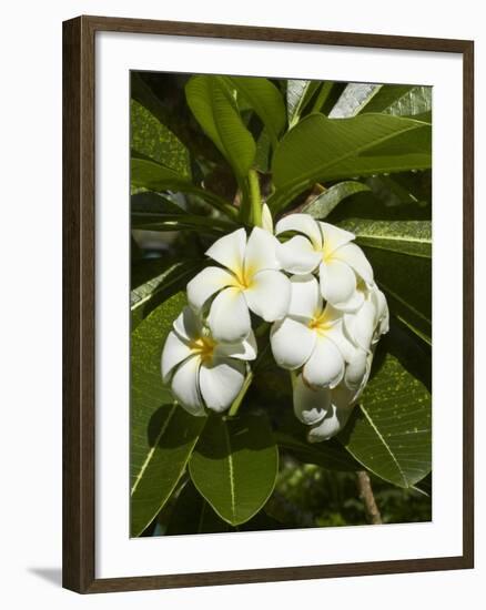 Frangipani Flowers (Plumeria), Nadi, Viti Levu, Fiji, South Pacific-David Wall-Framed Photographic Print