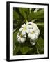 Frangipani Flowers (Plumeria), Nadi, Viti Levu, Fiji, South Pacific-David Wall-Framed Photographic Print