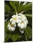 Frangipani Flowers (Plumeria), Nadi, Viti Levu, Fiji, South Pacific-David Wall-Mounted Photographic Print