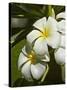 Frangipani Flowers (Plumeria), Nadi, Viti Levu, Fiji, South Pacific-David Wall-Stretched Canvas