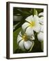 Frangipani Flowers (Plumeria), Nadi, Viti Levu, Fiji, South Pacific-David Wall-Framed Photographic Print