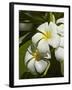 Frangipani Flowers (Plumeria), Nadi, Viti Levu, Fiji, South Pacific-David Wall-Framed Photographic Print