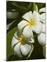 Frangipani Flowers (Plumeria), Nadi, Viti Levu, Fiji, South Pacific-David Wall-Mounted Photographic Print