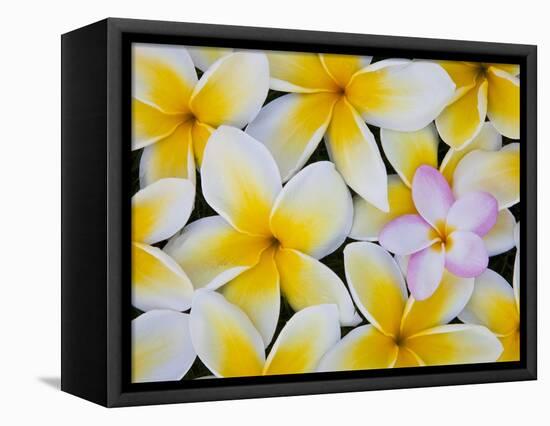 Frangipani Flowers-Darrell Gulin-Framed Stretched Canvas