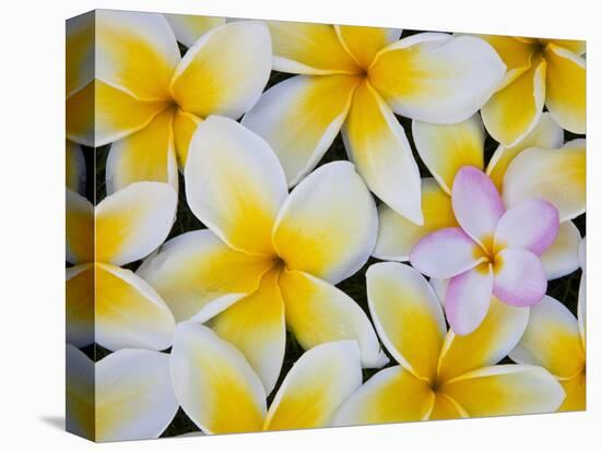 Frangipani Flowers-Darrell Gulin-Stretched Canvas