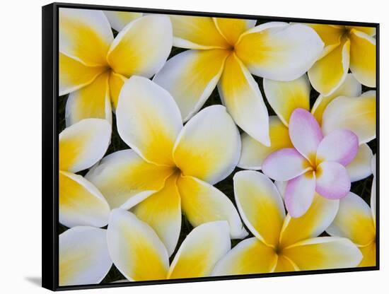 Frangipani Flowers-Darrell Gulin-Framed Stretched Canvas