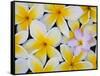 Frangipani Flowers-Darrell Gulin-Framed Stretched Canvas