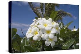 Frangipani Flowers-null-Stretched Canvas