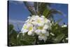 Frangipani Flowers-null-Stretched Canvas