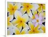 Frangipani Flowers-Darrell Gulin-Framed Photographic Print