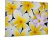 Frangipani Flowers-Darrell Gulin-Mounted Photographic Print