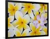 Frangipani Flowers-Darrell Gulin-Framed Photographic Print