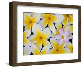 Frangipani Flowers-Darrell Gulin-Framed Photographic Print