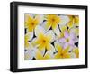 Frangipani Flowers-Darrell Gulin-Framed Photographic Print