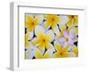 Frangipani Flowers-Darrell Gulin-Framed Photographic Print