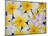 Frangipani Flowers-Darrell Gulin-Mounted Photographic Print