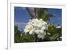 Frangipani Flowers-null-Framed Photographic Print