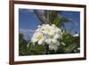 Frangipani Flowers-null-Framed Photographic Print