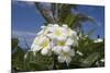 Frangipani Flowers-null-Mounted Photographic Print