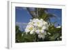 Frangipani Flowers-null-Framed Photographic Print