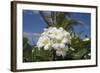 Frangipani Flowers-null-Framed Photographic Print