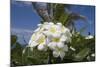 Frangipani Flowers-null-Mounted Photographic Print