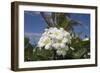 Frangipani Flowers-null-Framed Photographic Print