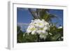 Frangipani Flowers-null-Framed Photographic Print
