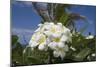 Frangipani Flowers-null-Mounted Photographic Print