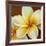 Frangipani I-Clunia-Framed Art Print