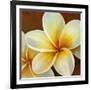 Frangipani I-Clunia-Framed Art Print