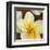 Frangipani II-Clunia-Framed Art Print