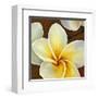 Frangipani II-Clunia-Framed Art Print