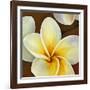 Frangipani II-Clunia-Framed Art Print