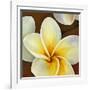 Frangipani II-Clunia-Framed Art Print