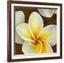 Frangipani II-Clunia-Framed Art Print