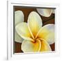 Frangipani II-Clunia-Framed Art Print