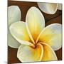 Frangipani II-Clunia-Mounted Art Print