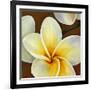 Frangipani II-Clunia-Framed Art Print