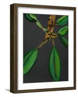 Frangipani Leaves, Bequia, 2008-Deborah Barton-Framed Giclee Print