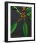 Frangipani Leaves, Bequia, 2008-Deborah Barton-Framed Giclee Print