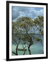 Frangipani Trees and Wooden Boat, Prison Island, Zanzibar, Tanzania, East Africa, Africa-Thorne Julia-Framed Photographic Print