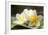 Frangipani Tropical Flowers, Plumeria Flowers Fresh-worawut2524-Framed Photographic Print