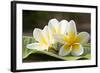 Frangipani Tropical Flowers, Plumeria Flowers Fresh-worawut2524-Framed Photographic Print