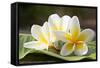 Frangipani Tropical Flowers, Plumeria Flowers Fresh-worawut2524-Framed Stretched Canvas